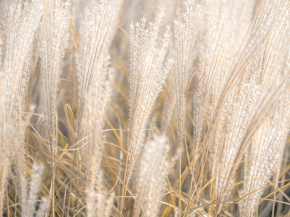 Japanese Silver Grass art print by Assaf Frank for $57.95 CAD