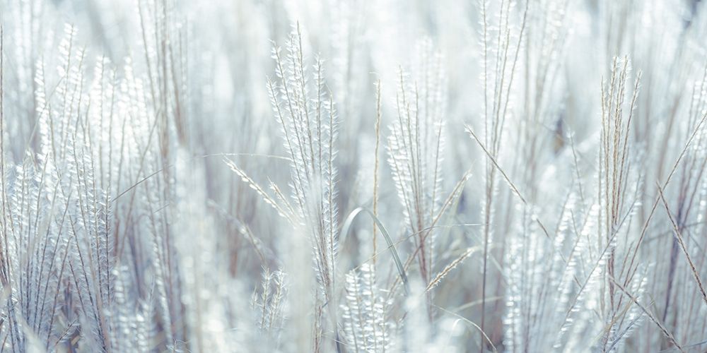 Japanese Silver Grass art print by Assaf Frank for $57.95 CAD