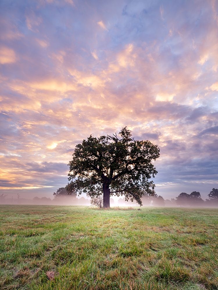 Tree in a filed at sunrise art print by Assaf Frank for $57.95 CAD