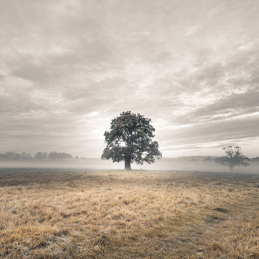 Tree in a filed at sunrise art print by Assaf Frank for $57.95 CAD
