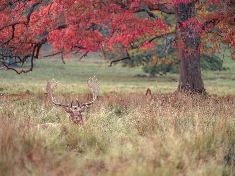 Stag in a field art print by Assaf Frank for $57.95 CAD