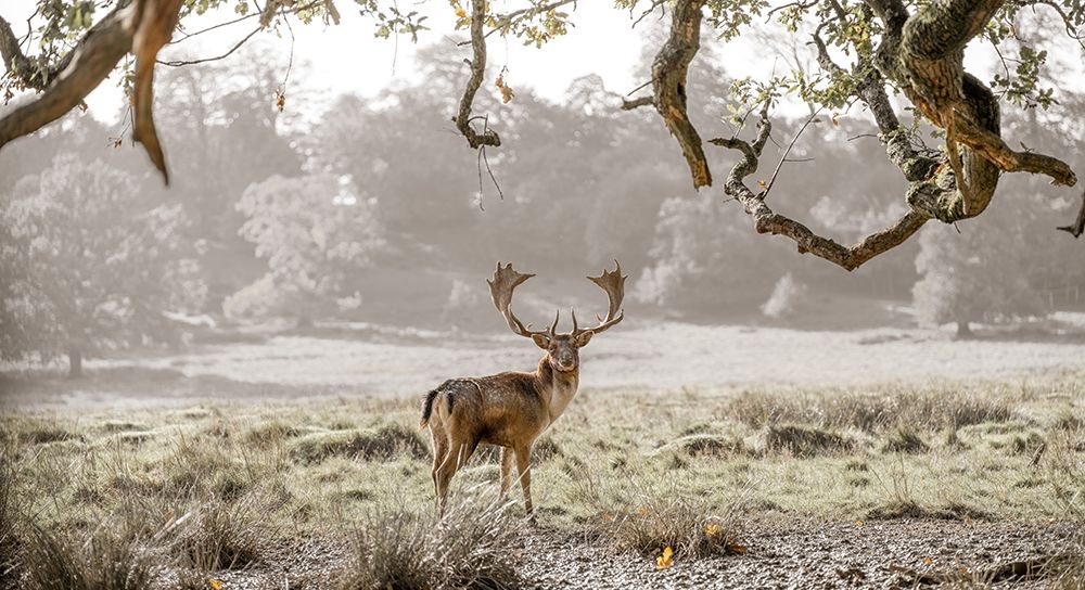 Stag in a field art print by Assaf Frank for $57.95 CAD