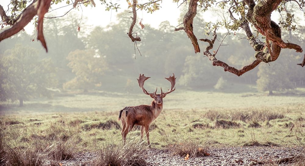 Stag in a field art print by Assaf Frank for $57.95 CAD