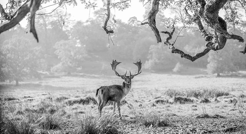 Stag in a field art print by Assaf Frank for $57.95 CAD