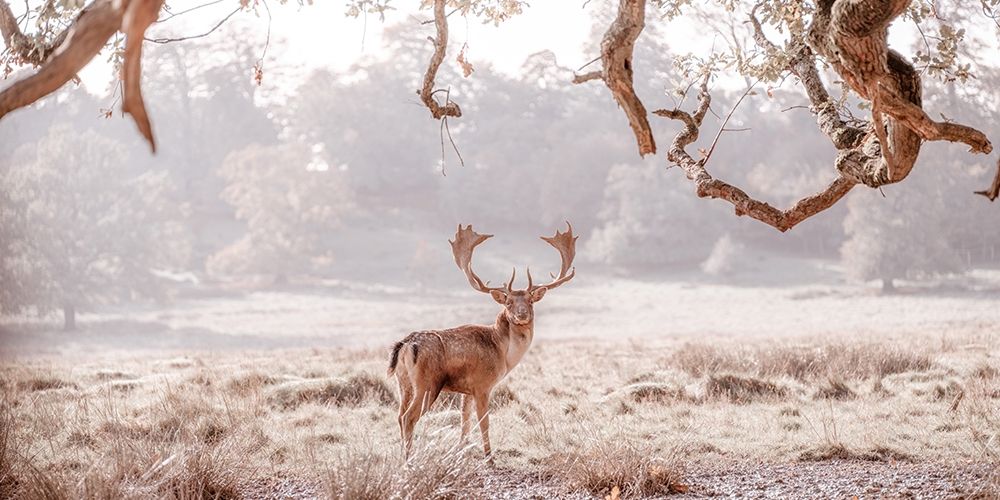 Stag in a field art print by Assaf Frank for $57.95 CAD