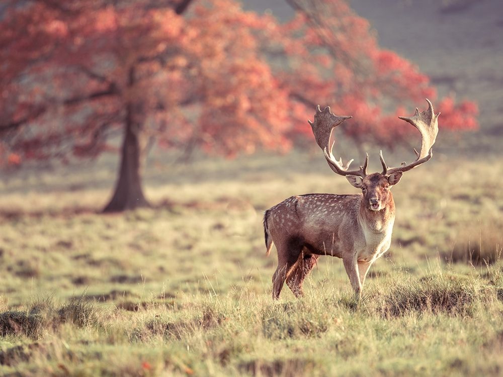 Stag in a field art print by Assaf Frank for $57.95 CAD