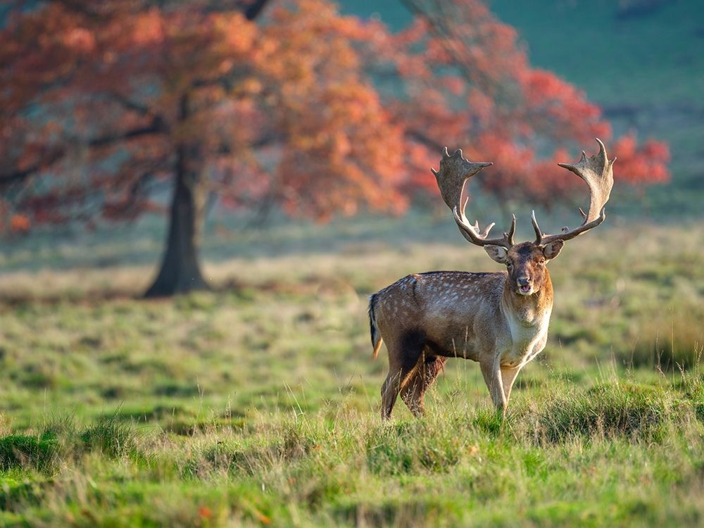 Stag in a field art print by Assaf Frank for $57.95 CAD