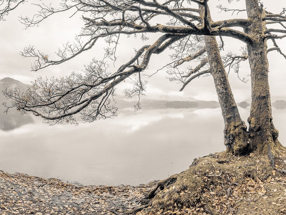 Tree by the Lake art print by Assaf Frank for $57.95 CAD