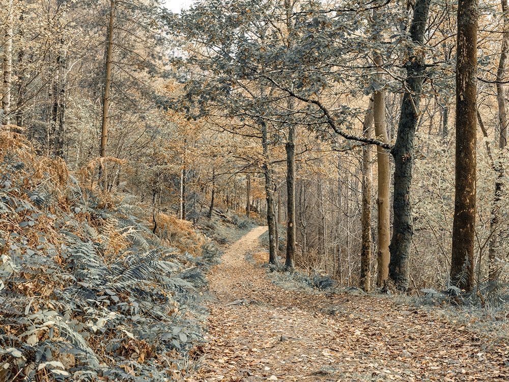 Forest path-Lake District art print by Assaf Frank for $57.95 CAD