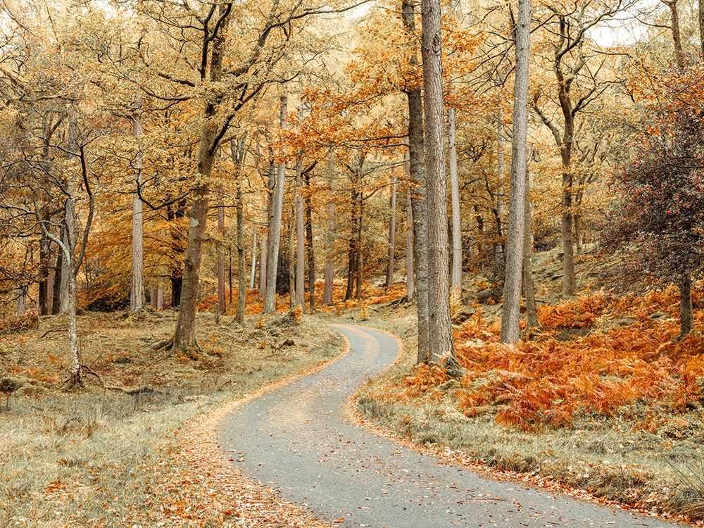 Road through forest art print by Assaf Frank for $57.95 CAD