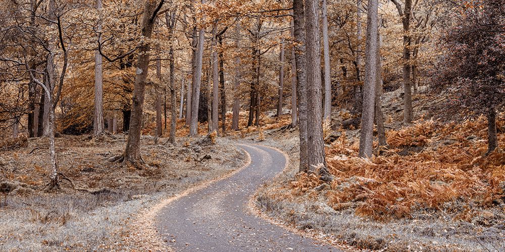 Forest path, Lake District art print by Assaf Frank for $57.95 CAD