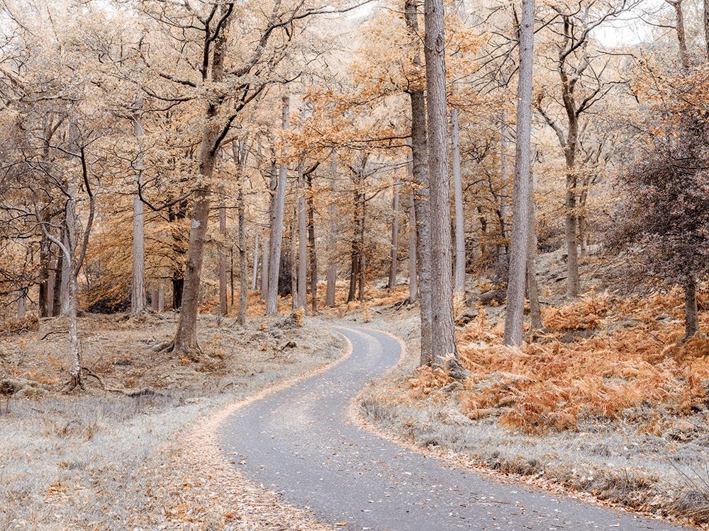 Forest path-Lake District art print by Assaf Frank for $57.95 CAD