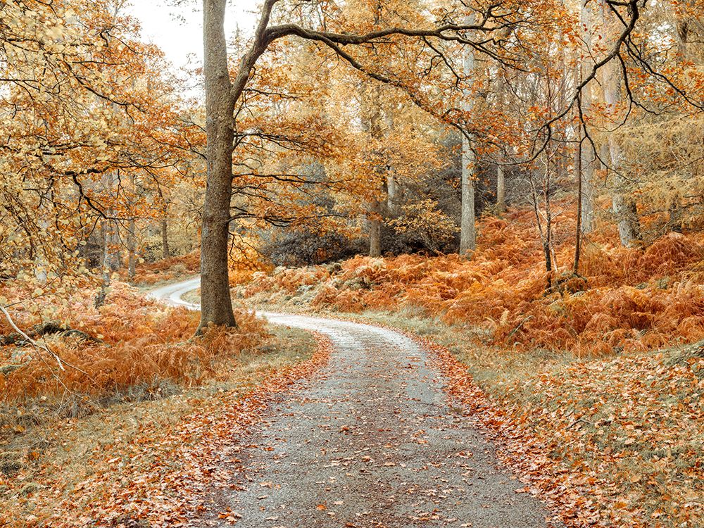 Pathway through forest art print by Assaf Frank for $57.95 CAD