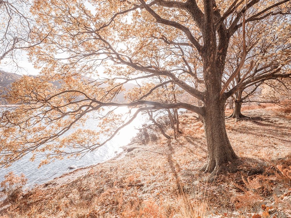Derwentwater-Lake district art print by Assaf Frank for $57.95 CAD