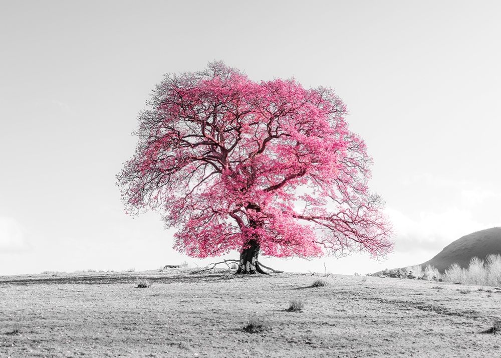 Tree on a hill art print by Assaf Frank for $57.95 CAD