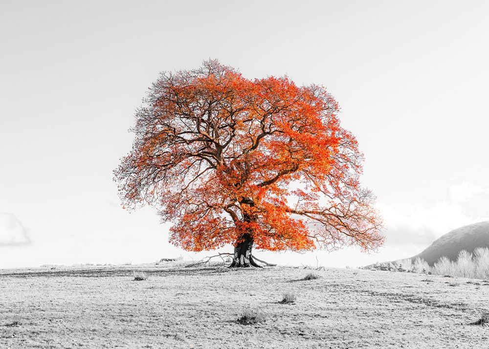 Tree on a hill art print by Assaf Frank for $57.95 CAD