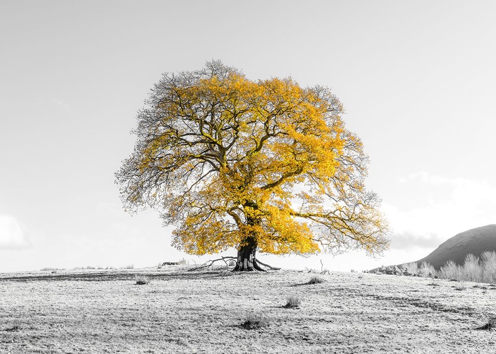 Tree on a hill art print by Assaf Frank for $57.95 CAD