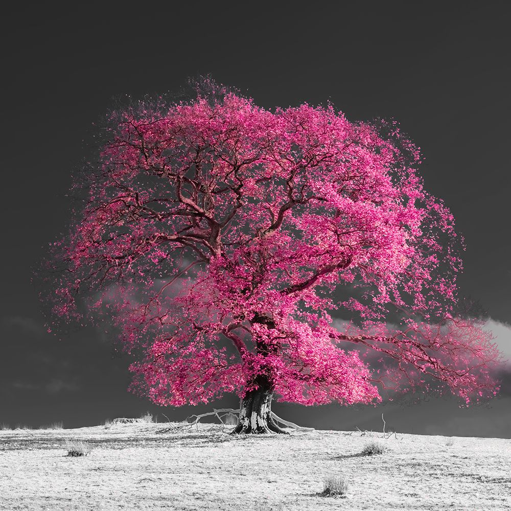 Tree on a hill-pink art print by Assaf Frank for $57.95 CAD