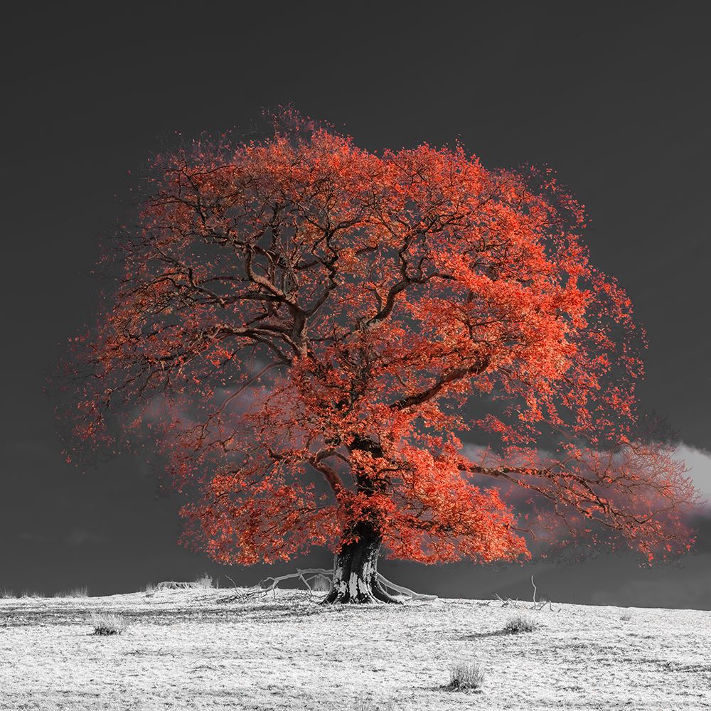 Tree on a hill-orange art print by Assaf Frank for $57.95 CAD