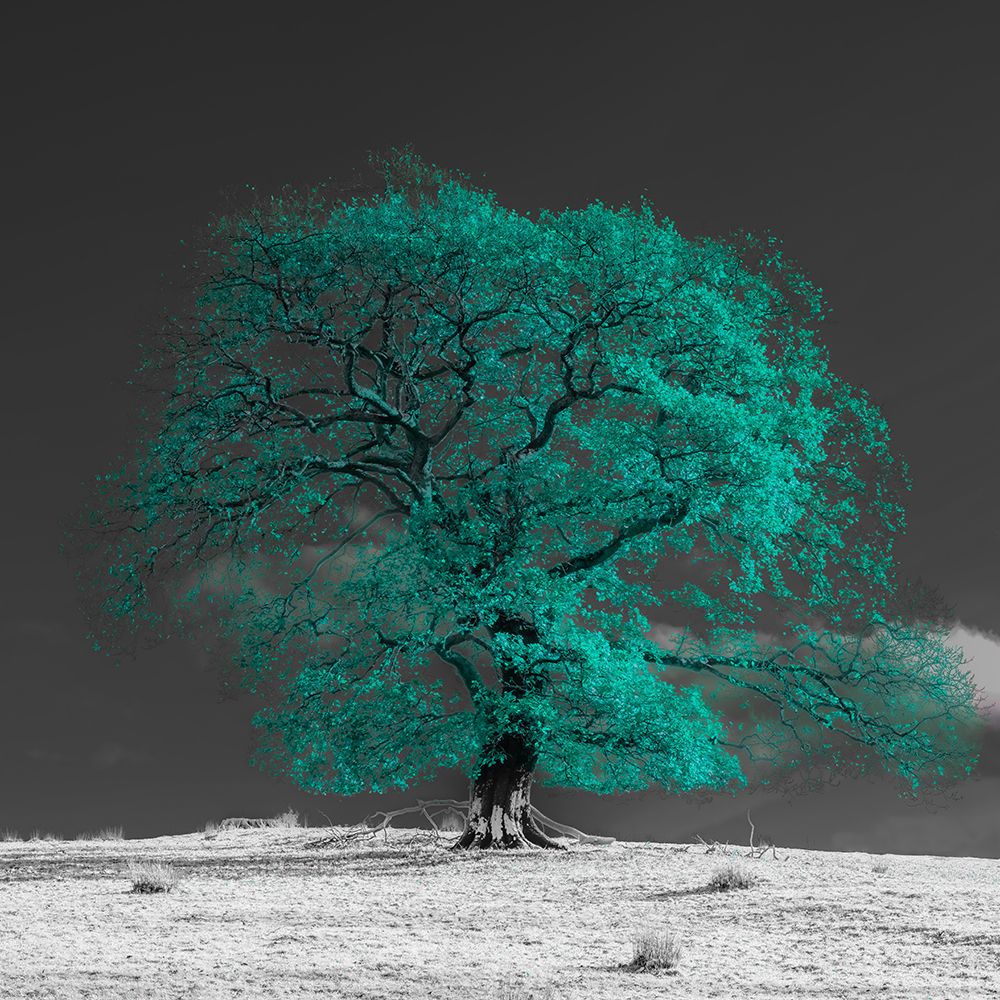 Tree on a hill-teal art print by Assaf Frank for $57.95 CAD
