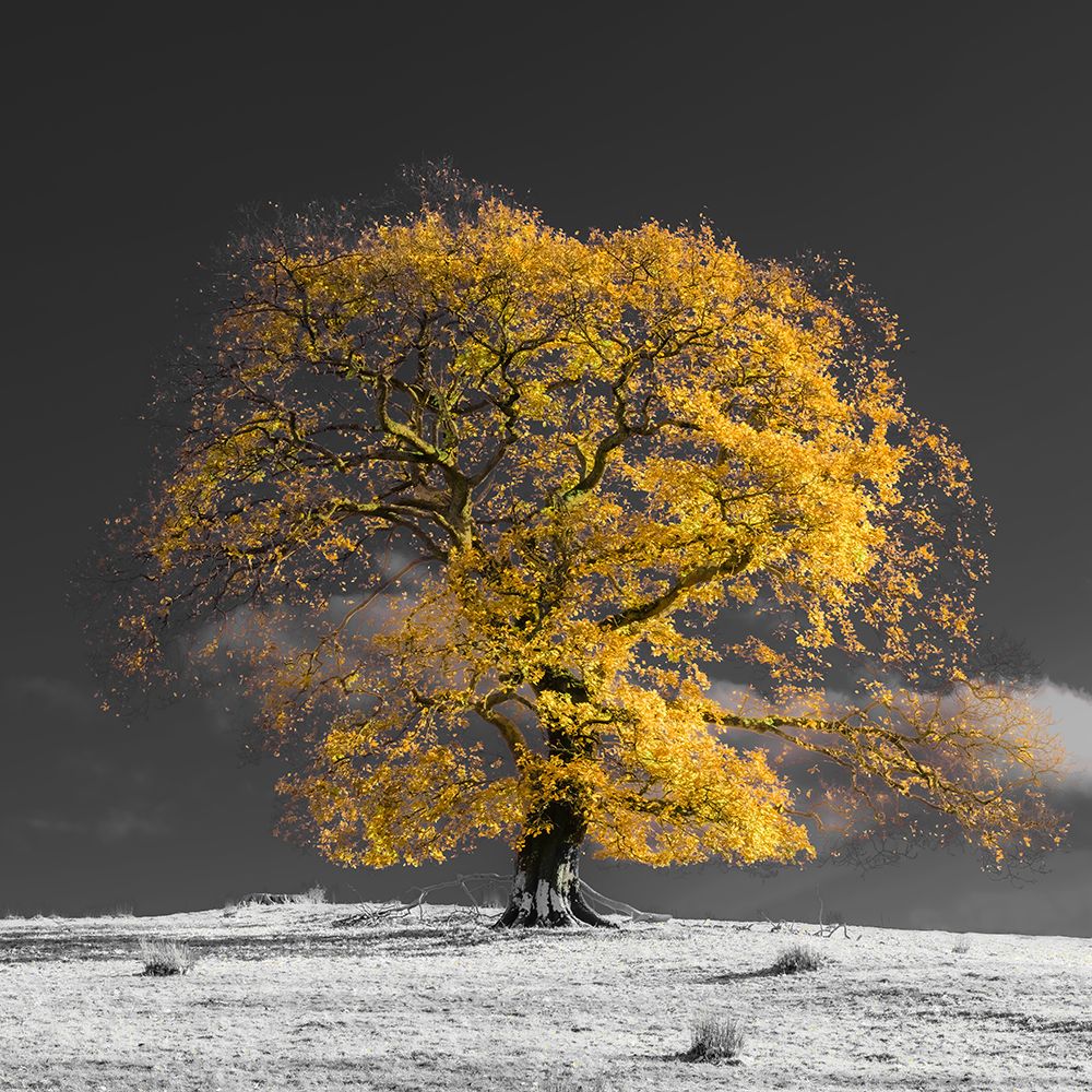Tree on a hill-yellow-gold art print by Assaf Frank for $57.95 CAD