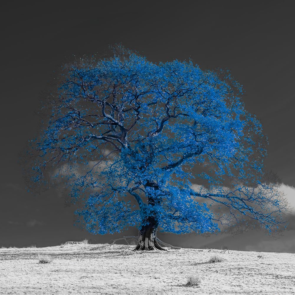Tree on a hill-blue art print by Assaf Frank for $57.95 CAD