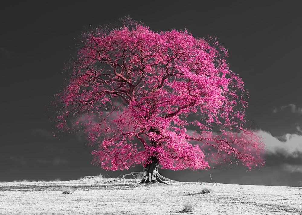 Tree on a hill-pink art print by Assaf Frank for $57.95 CAD