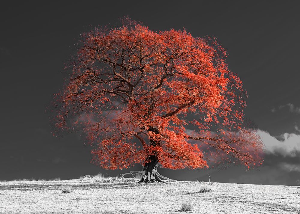 Tree on a hill-orange art print by Assaf Frank for $57.95 CAD
