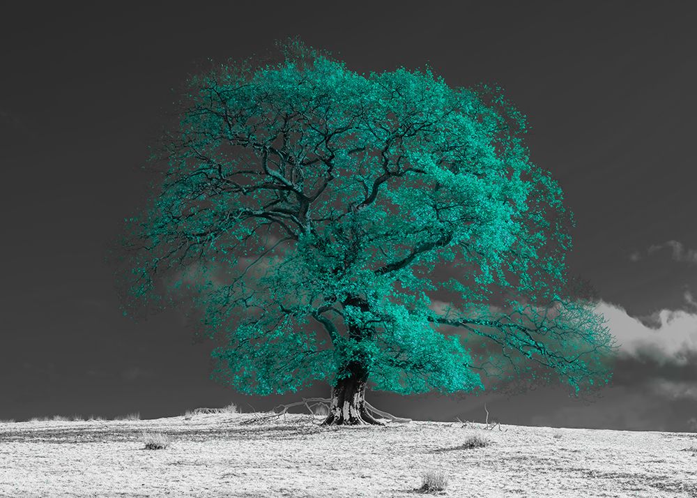 Tree on a hill-teal art print by Assaf Frank for $57.95 CAD