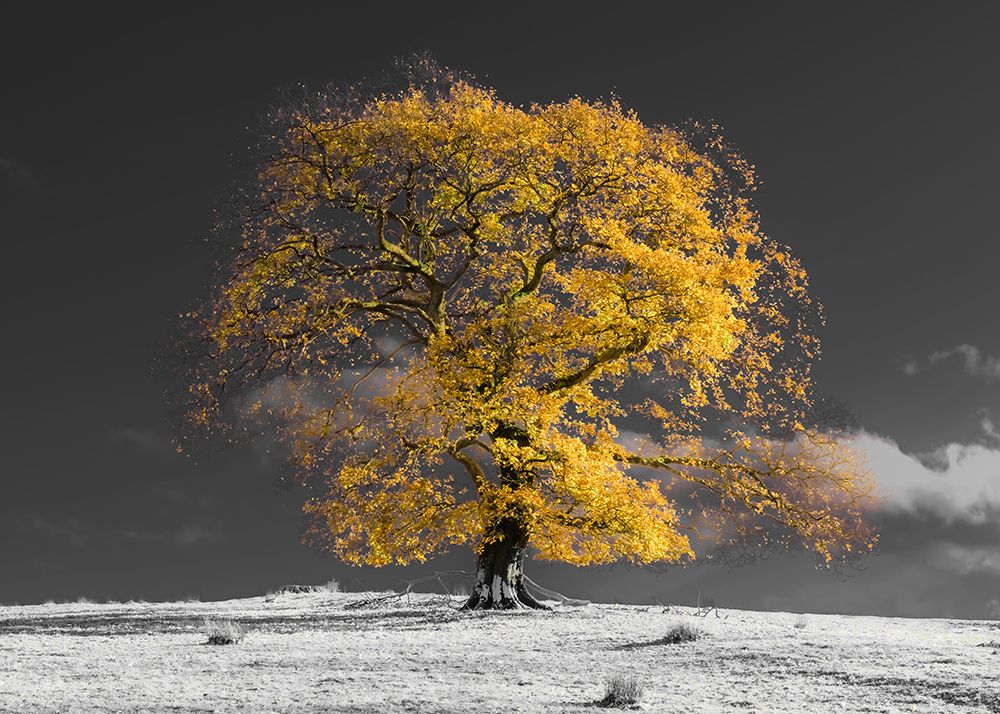 Tree on a hill-yellow-gold art print by Assaf Frank for $57.95 CAD