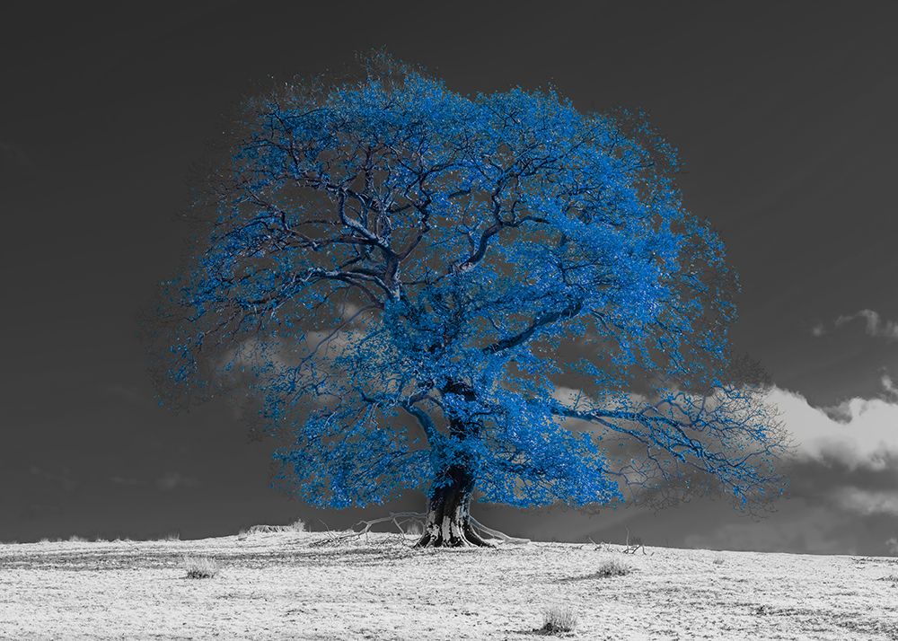 Tree on a hill-blue art print by Assaf Frank for $57.95 CAD