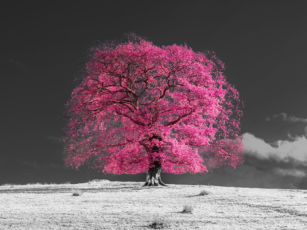 Tree on a hill, pink art print by Assaf Frank for $57.95 CAD