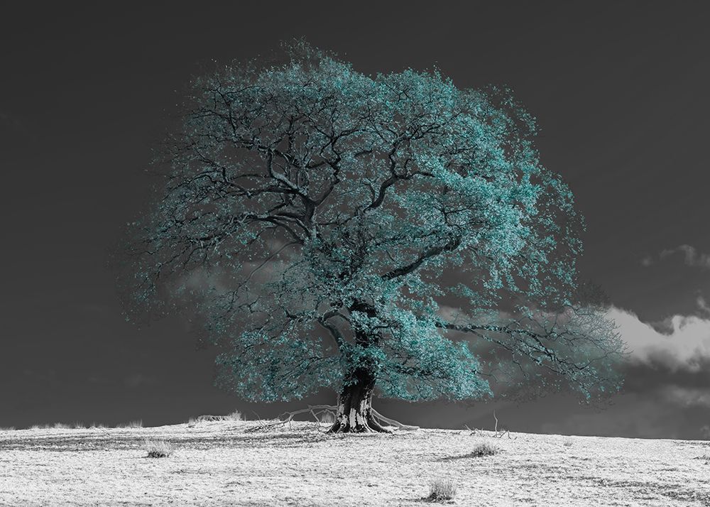 Tree on a hill-teal art print by Assaf Frank for $57.95 CAD