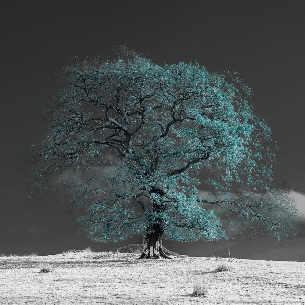 Tree on a hill-teal art print by Assaf Frank for $57.95 CAD