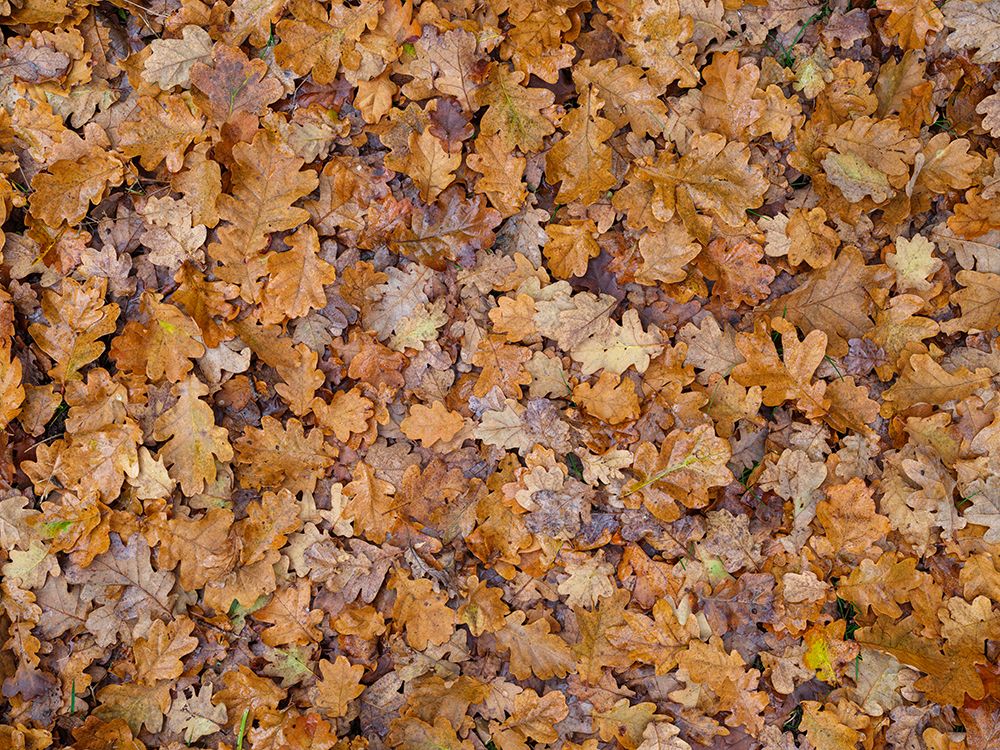 Full frame of foliage on ground art print by Assaf Frank for $57.95 CAD