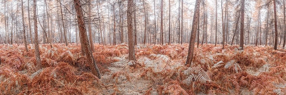 Autumn forest art print by Assaf Frank for $57.95 CAD