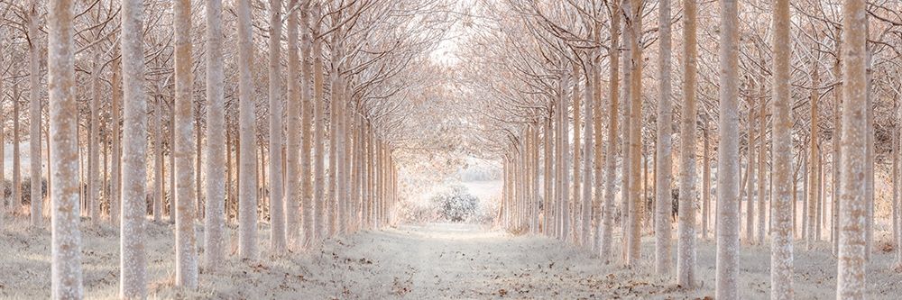 Winter forest art print by Assaf Frank for $57.95 CAD