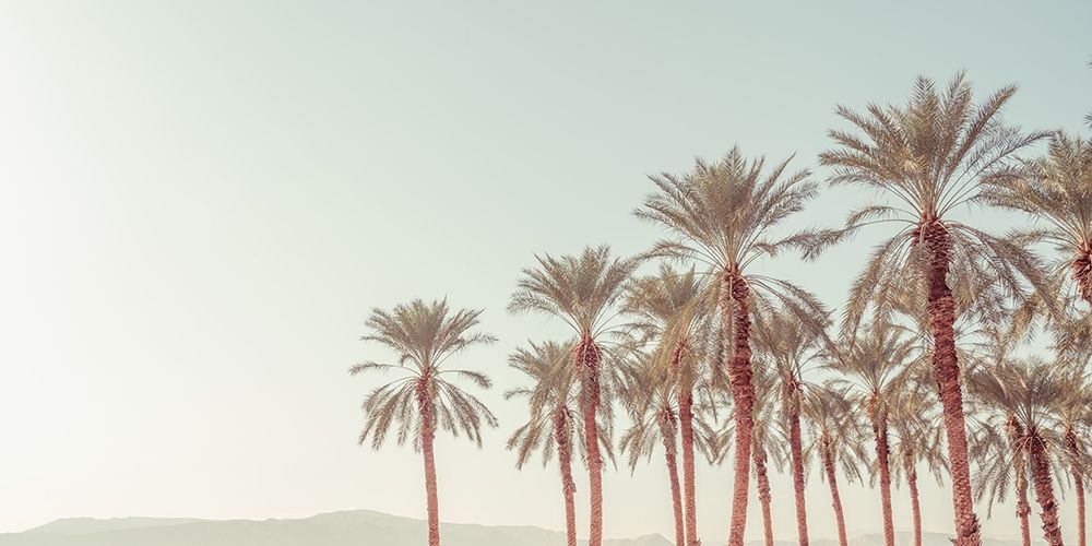 Palm Trees art print by Assaf Frank for $57.95 CAD