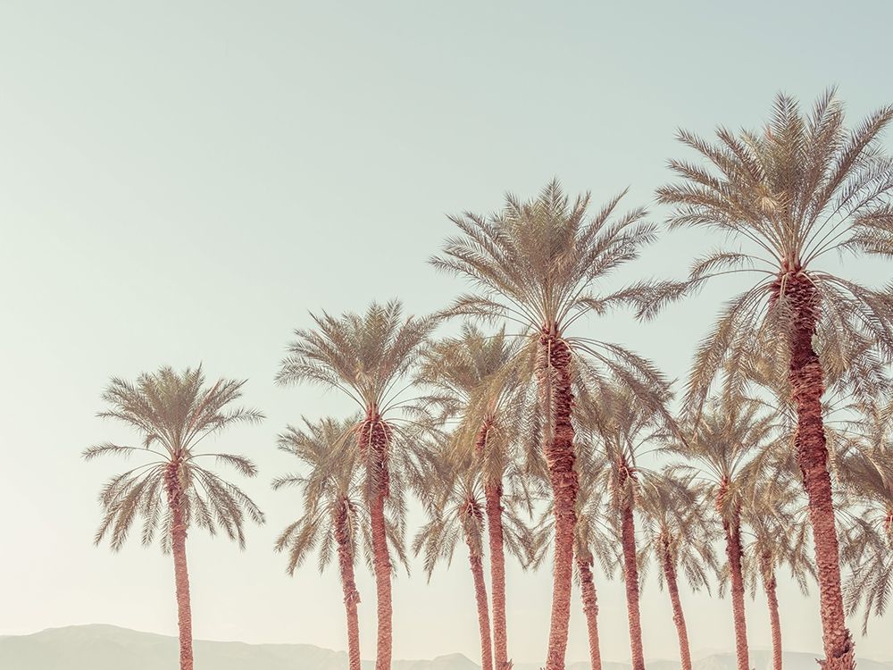 Palm Trees art print by Assaf Frank for $57.95 CAD