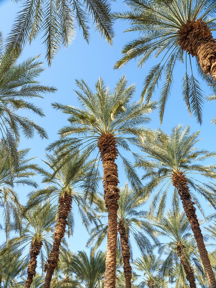 Palm Trees art print by Assaf Frank for $57.95 CAD
