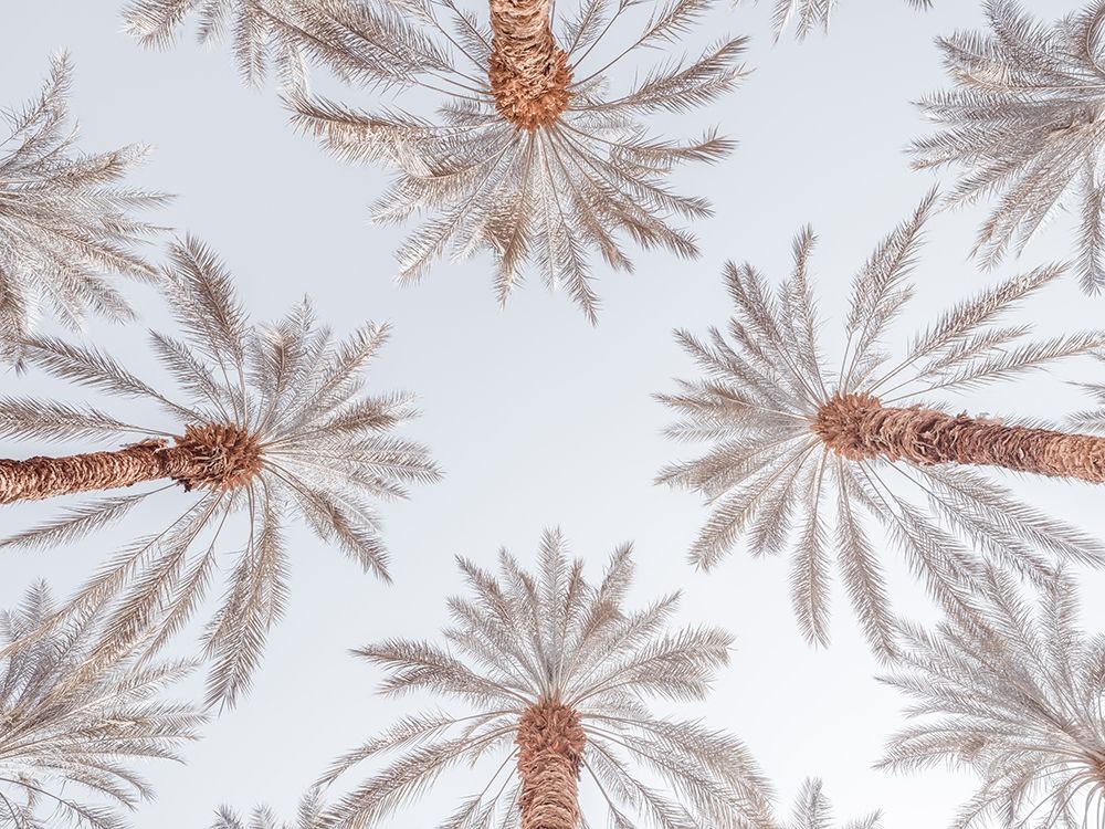 Palm Trees art print by Assaf Frank for $57.95 CAD