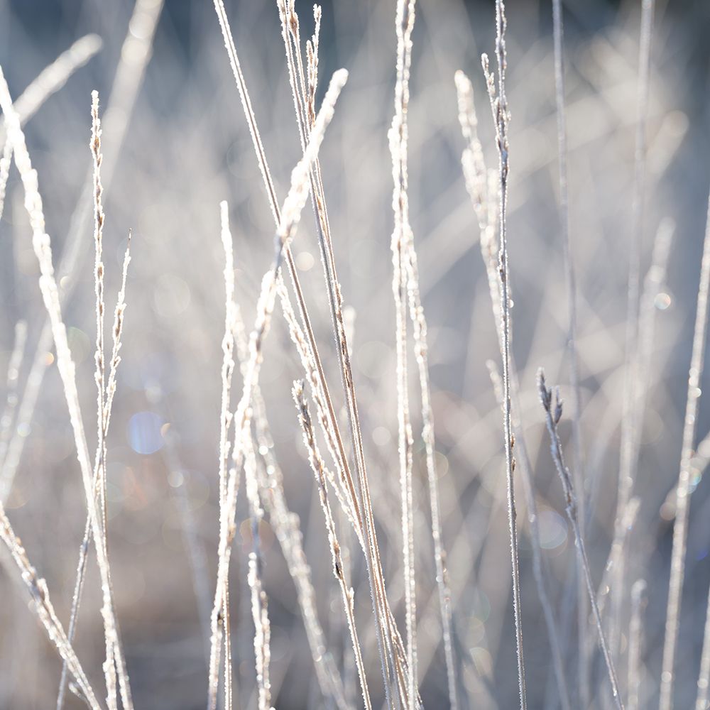 Frost on Grass art print by Assaf Frank for $57.95 CAD