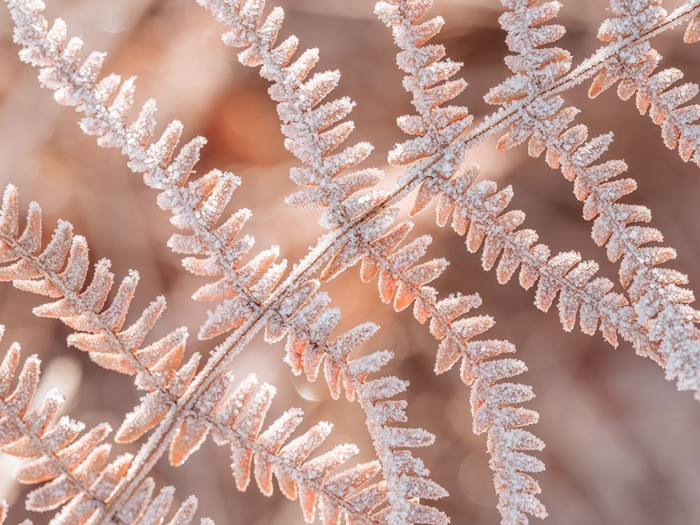 Frost on plant art print by Assaf Frank for $57.95 CAD