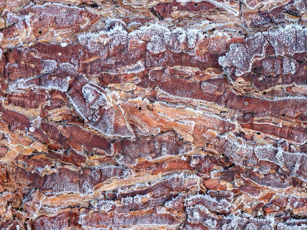 Frost on wood bark art print by Assaf Frank for $57.95 CAD