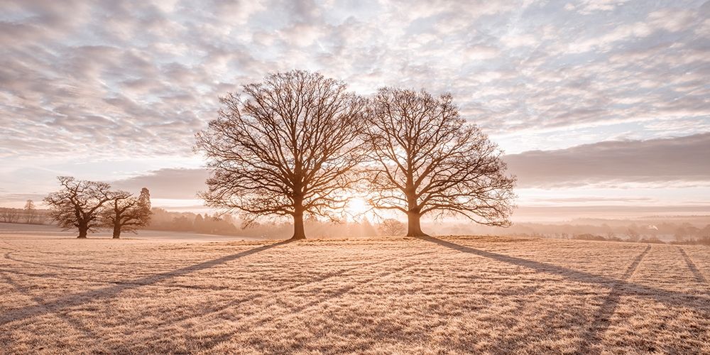 Trees in meadow art print by Assaf Frank for $57.95 CAD