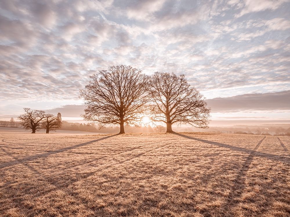 Trees in meadow art print by Assaf Frank for $57.95 CAD