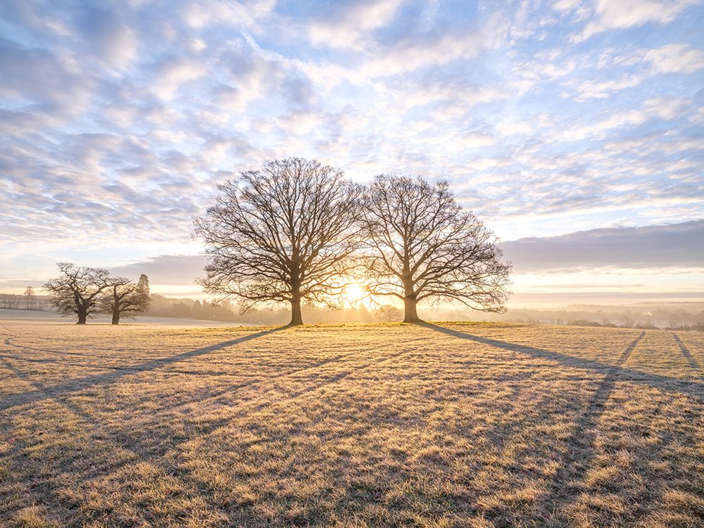 Trees in meadow art print by Assaf Frank for $57.95 CAD