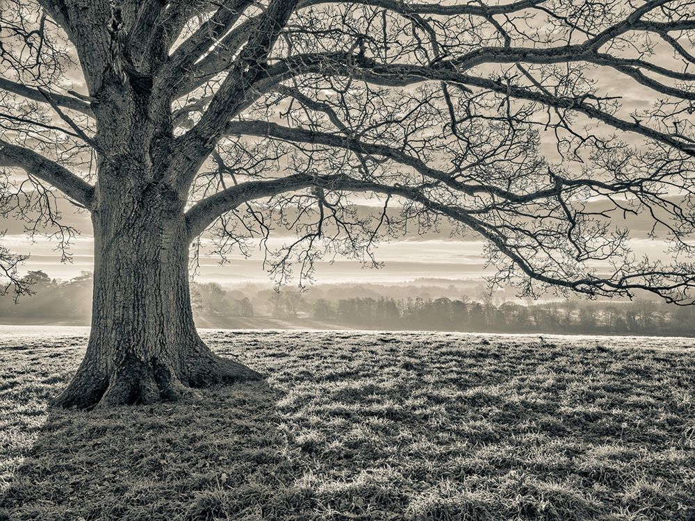 Tree in a meadow art print by Assaf Frank for $57.95 CAD