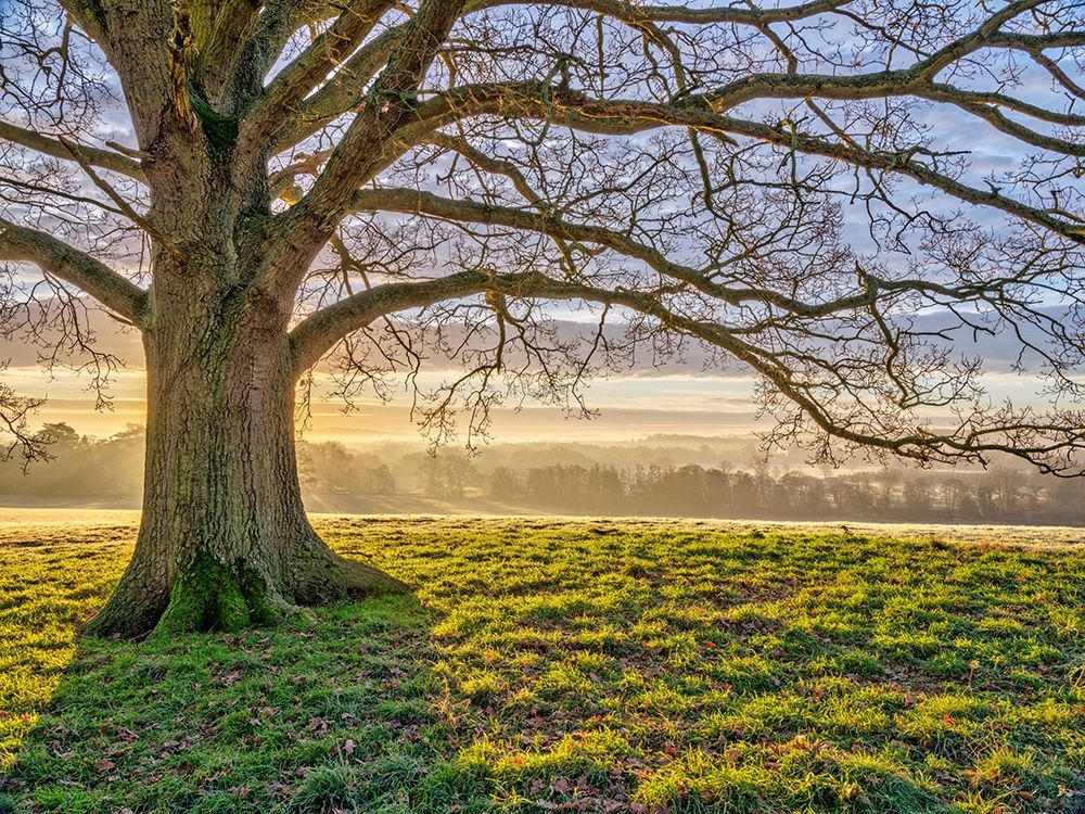Tree in a meadow art print by Assaf Frank for $57.95 CAD