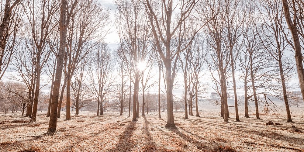 Sun shining through trees art print by Assaf Frank for $57.95 CAD